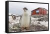Gentoo Penguin Chicks (Pygoscelis Papua) at Argentine Rescue Hut, Mikkelsen Harbor, Trinity Island-Michael Nolan-Framed Stretched Canvas