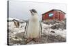 Gentoo Penguin Chicks (Pygoscelis Papua) at Argentine Rescue Hut, Mikkelsen Harbor, Trinity Island-Michael Nolan-Stretched Canvas
