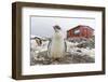 Gentoo Penguin Chicks (Pygoscelis Papua) at Argentine Rescue Hut, Mikkelsen Harbor, Trinity Island-Michael Nolan-Framed Photographic Print