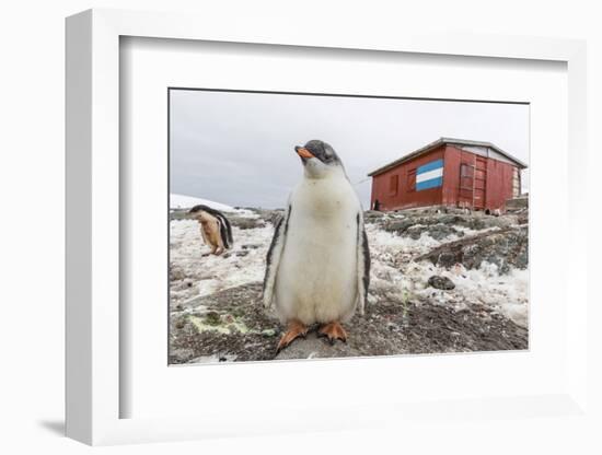 Gentoo Penguin Chicks (Pygoscelis Papua) at Argentine Rescue Hut, Mikkelsen Harbor, Trinity Island-Michael Nolan-Framed Photographic Print