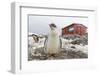 Gentoo Penguin Chicks (Pygoscelis Papua) at Argentine Rescue Hut, Mikkelsen Harbor, Trinity Island-Michael Nolan-Framed Photographic Print