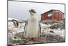 Gentoo Penguin Chicks (Pygoscelis Papua) at Argentine Rescue Hut, Mikkelsen Harbor, Trinity Island-Michael Nolan-Mounted Photographic Print