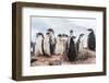 Gentoo Penguin Chicks (Pygoscelis Papua), Creching Together, Mikkelsen Harbor-Michael Nolan-Framed Photographic Print