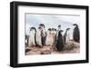 Gentoo Penguin Chicks (Pygoscelis Papua), Creching Together, Mikkelsen Harbor-Michael Nolan-Framed Photographic Print