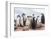 Gentoo Penguin Chicks (Pygoscelis Papua), Creching Together, Mikkelsen Harbor-Michael Nolan-Framed Photographic Print