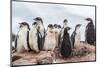 Gentoo Penguin Chicks (Pygoscelis Papua), Creching Together, Mikkelsen Harbor-Michael Nolan-Mounted Photographic Print