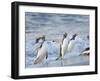 Gentoo penguin close to the sea on a beach in the Falkland Islands in January.-Martin Zwick-Framed Photographic Print