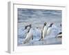 Gentoo penguin close to the sea on a beach in the Falkland Islands in January.-Martin Zwick-Framed Photographic Print