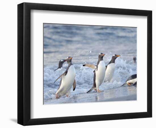 Gentoo penguin close to the sea on a beach in the Falkland Islands in January.-Martin Zwick-Framed Photographic Print