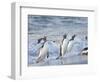 Gentoo penguin close to the sea on a beach in the Falkland Islands in January.-Martin Zwick-Framed Photographic Print