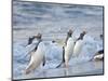 Gentoo penguin close to the sea on a beach in the Falkland Islands in January.-Martin Zwick-Mounted Photographic Print