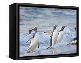 Gentoo penguin close to the sea on a beach in the Falkland Islands in January.-Martin Zwick-Framed Stretched Canvas