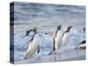 Gentoo penguin close to the sea on a beach in the Falkland Islands in January.-Martin Zwick-Stretched Canvas