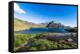 Gentoo penguin colony in the bay of Godthul, South Georgia, Antarctica, Polar Regions-Michael Runkel-Framed Stretched Canvas