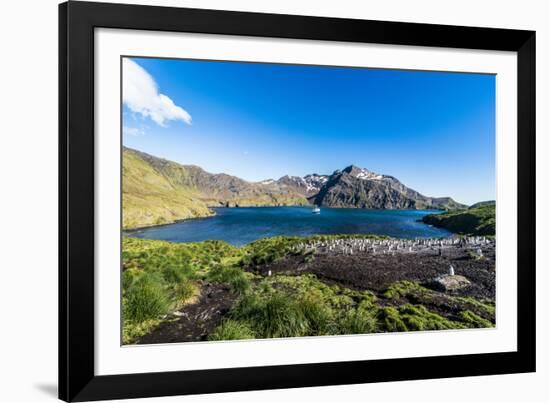 Gentoo penguin colony in the bay of Godthul, South Georgia, Antarctica, Polar Regions-Michael Runkel-Framed Photographic Print