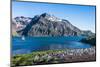 Gentoo penguin colony on the edge of the bay of Godthul, South Georgia, Antarctica, Polar Regions-Michael Runkel-Mounted Photographic Print