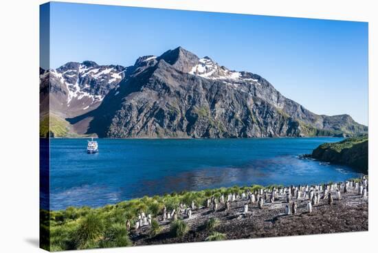 Gentoo penguin colony on the edge of the bay of Godthul, South Georgia, Antarctica, Polar Regions-Michael Runkel-Stretched Canvas