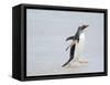 Gentoo penguin coming ashore on a sandy beach in the Falkland Islands in January.-Martin Zwick-Framed Stretched Canvas
