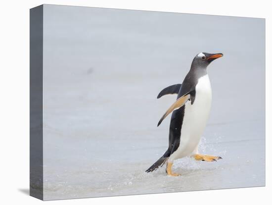 Gentoo penguin coming ashore on a sandy beach in the Falkland Islands in January.-Martin Zwick-Stretched Canvas