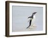 Gentoo penguin coming ashore on a sandy beach in the Falkland Islands in January.-Martin Zwick-Framed Photographic Print