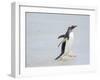 Gentoo penguin coming ashore on a sandy beach in the Falkland Islands in January.-Martin Zwick-Framed Photographic Print