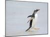 Gentoo penguin coming ashore on a sandy beach in the Falkland Islands in January.-Martin Zwick-Mounted Photographic Print