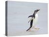 Gentoo penguin coming ashore on a sandy beach in the Falkland Islands in January.-Martin Zwick-Stretched Canvas