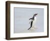 Gentoo penguin coming ashore on a sandy beach in the Falkland Islands in January.-Martin Zwick-Framed Photographic Print