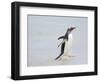 Gentoo penguin coming ashore on a sandy beach in the Falkland Islands in January.-Martin Zwick-Framed Photographic Print