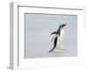 Gentoo penguin coming ashore on a sandy beach in the Falkland Islands in January.-Martin Zwick-Framed Photographic Print