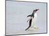 Gentoo penguin coming ashore on a sandy beach in the Falkland Islands in January.-Martin Zwick-Mounted Photographic Print