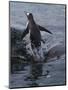 Gentoo penguin emerging from the ocean, Antarctica-Art Wolfe-Mounted Photographic Print