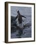 Gentoo penguin emerging from the ocean, Antarctica-Art Wolfe-Framed Photographic Print