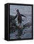 Gentoo penguin emerging from the ocean, Antarctica-Art Wolfe-Framed Stretched Canvas