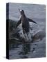 Gentoo penguin emerging from the ocean, Antarctica-Art Wolfe-Stretched Canvas