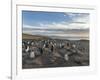 Gentoo Penguin Falkland Islands. Colony.-Martin Zwick-Framed Photographic Print