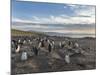 Gentoo Penguin Falkland Islands. Colony.-Martin Zwick-Mounted Photographic Print