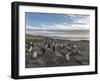 Gentoo Penguin Falkland Islands. Colony.-Martin Zwick-Framed Photographic Print