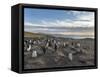 Gentoo Penguin Falkland Islands. Colony.-Martin Zwick-Framed Stretched Canvas