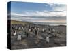 Gentoo Penguin Falkland Islands. Colony.-Martin Zwick-Stretched Canvas