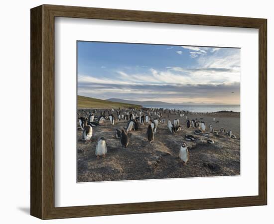 Gentoo Penguin Falkland Islands. Colony.-Martin Zwick-Framed Photographic Print