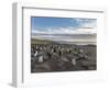 Gentoo Penguin Falkland Islands. Colony.-Martin Zwick-Framed Photographic Print