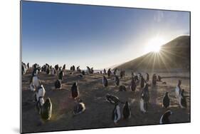 Gentoo Penguin Falkland Islands. Colony.-Martin Zwick-Mounted Photographic Print