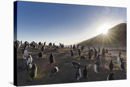 Gentoo Penguin Falkland Islands. Colony.-Martin Zwick-Stretched Canvas