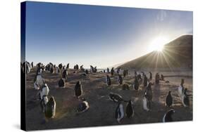 Gentoo Penguin Falkland Islands. Colony.-Martin Zwick-Stretched Canvas