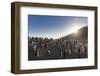 Gentoo Penguin Falkland Islands. Colony.-Martin Zwick-Framed Photographic Print