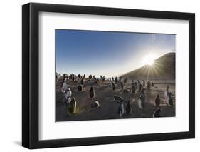 Gentoo Penguin Falkland Islands. Colony.-Martin Zwick-Framed Photographic Print