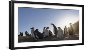 Gentoo Penguin Falkland Islands. Colony.-Martin Zwick-Framed Photographic Print