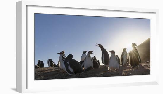 Gentoo Penguin Falkland Islands. Colony.-Martin Zwick-Framed Photographic Print