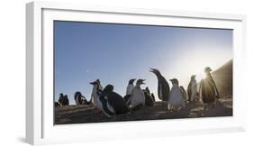 Gentoo Penguin Falkland Islands. Colony.-Martin Zwick-Framed Photographic Print